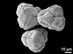 dry tetrads