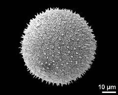 hydrated pollen grain