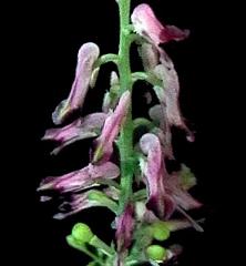 flowers of Fumaria officinalis