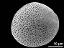oblique equatorial view