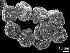 dry tetrads