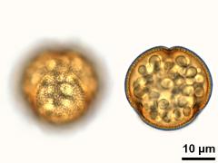 acetolyzed pollen