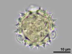 polar view,hydrated pollen