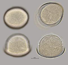 hydrated pollen
