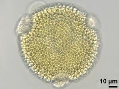 hydrated pollen,polar view