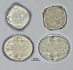hydrated pollen