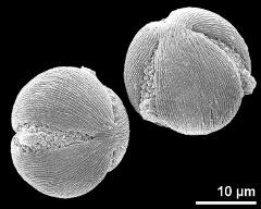 hydrated pollen grains