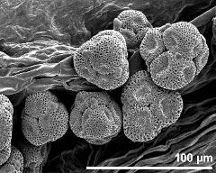 dry tetrads