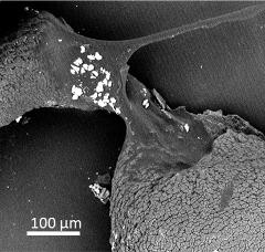 dry pollen