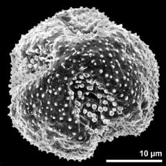 polar view of dry pollen grain