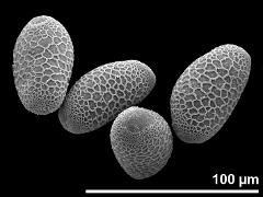hydrated pollen
