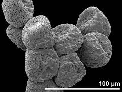 dry pollen