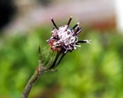 flower(s)