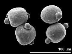 hydrated pollen grains