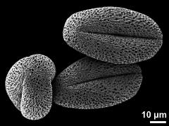 dry pollen