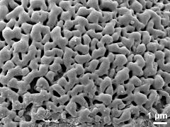 exine surface