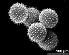 dry pollen grains