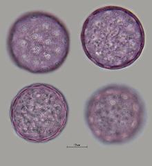 hydrated pollen