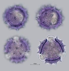 hydrated pollen