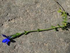 stem leaves and flower