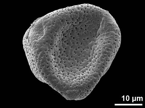 dry pollen