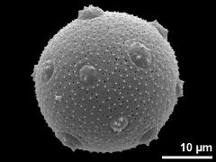 hydrated pollen