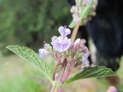 inflorescence(s)