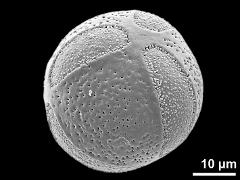 hydrated pollen grain (6-colpate)