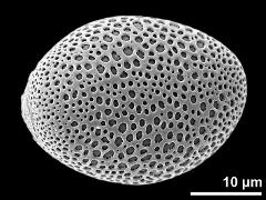 polar proximal view