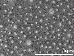 exine surface