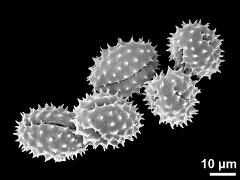 dry pollen grains