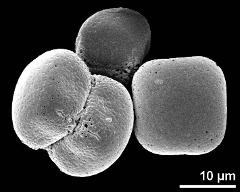 dry pollen grains