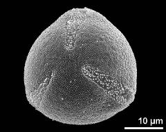 polar view (3-colporate pollen grain)