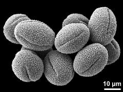 dry pollen grains