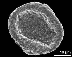 polar view (dry pollen grain)