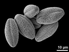 dry pollen grains