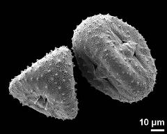 hydrated pollen grains