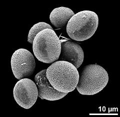 hydrated pollen grains