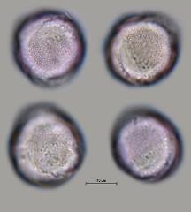 hydrated Pollen