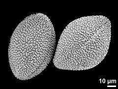 dry pollen grains