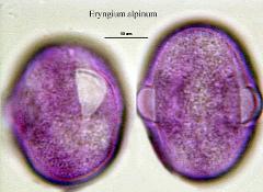 hydrated pollen