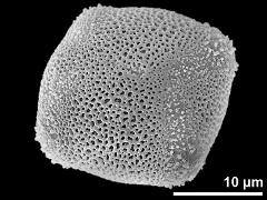 4-colporate pollen grain (polar view)