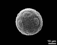 hydrated pollen grain