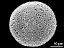 hydrated pollen grain