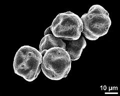 dry pollen grains