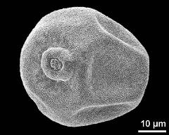 polar view (dry pollen grain)