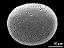 polar proximal view