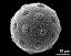 hydrated pollen grain