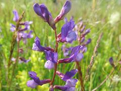 inflorescence(s)