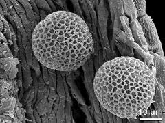 hydrated pollen